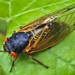 Cicadia - Drifting Feat. Stephen Bennett