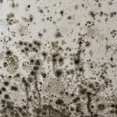 Do You Have A Mould Or Condensation Problem In Your Home?