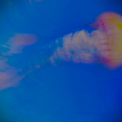 Sea Nettle
