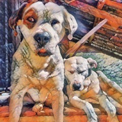 Tribe Hors Controle-