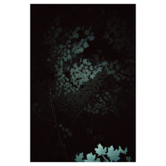 Sundown Wild Forest 3:19am (pt. 1)