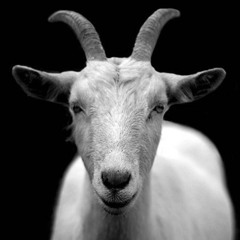 RESPECTFULLY GOATED FREESTYLE (prod.G1)