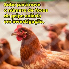 Sobe para nove o número de focos de gripe aviária em investigação