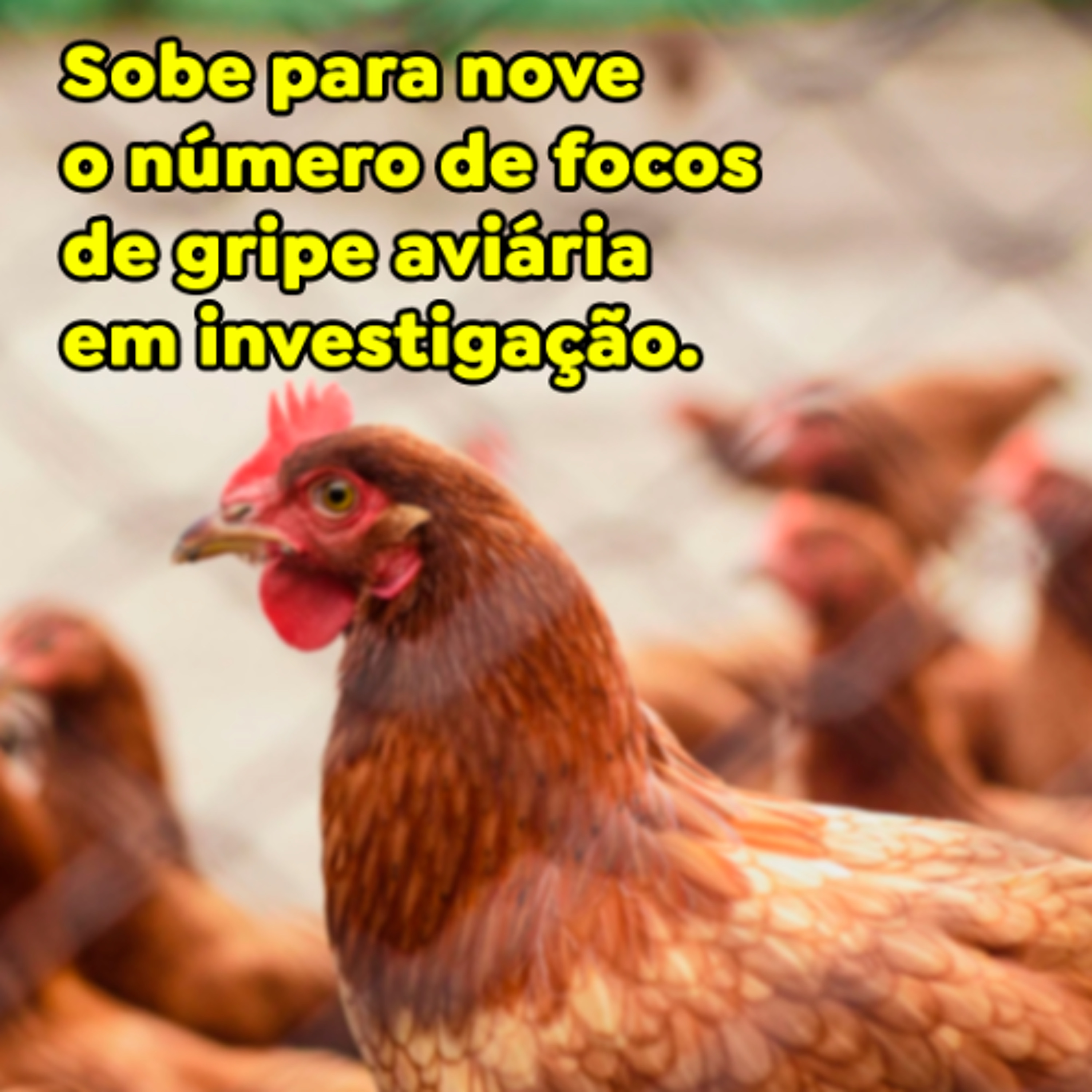 Paracatu Rural - Jornal do agronegócio