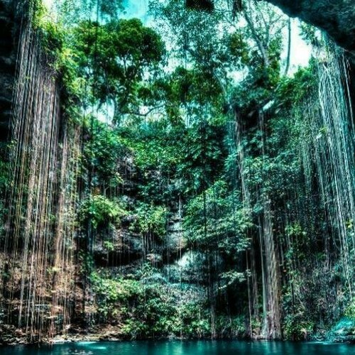 Forests Of Tulum
