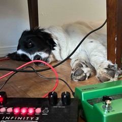 live loop daily