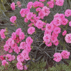 garden pinks (demo recording)