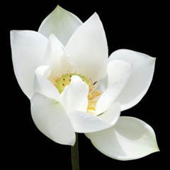 White Lotus (J.P. Maxwell b00t Remix)