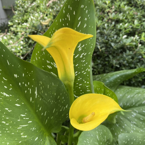 Only The Redeemed (Summer and Sydney Stamps)