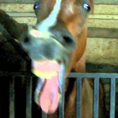LLTA - THE END IS NEIGH