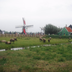 i have no brain and i must dream