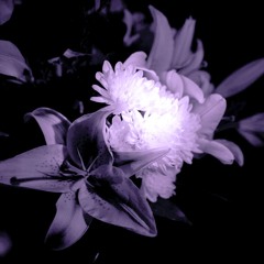 Blooming Glow (part 2)