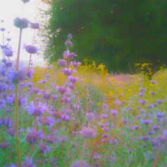 watering dead plants
