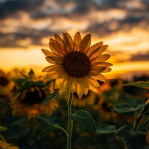 The Bright Side #05 | Joep Mencke |