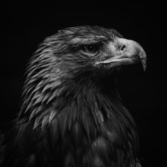 Night Hawk