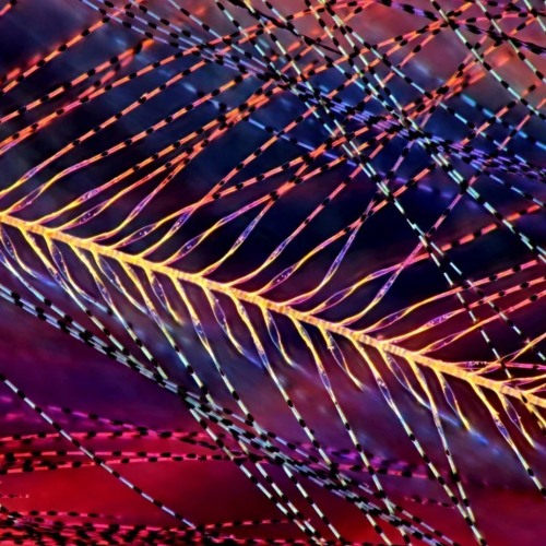 Lost in Migration - Demo