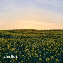 yellow fields
