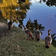 Egyptian Geese