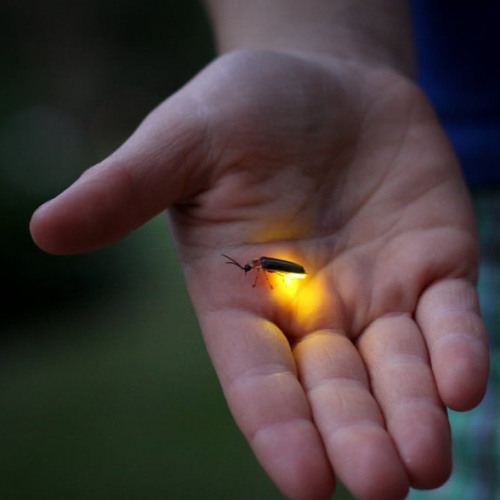 firefly