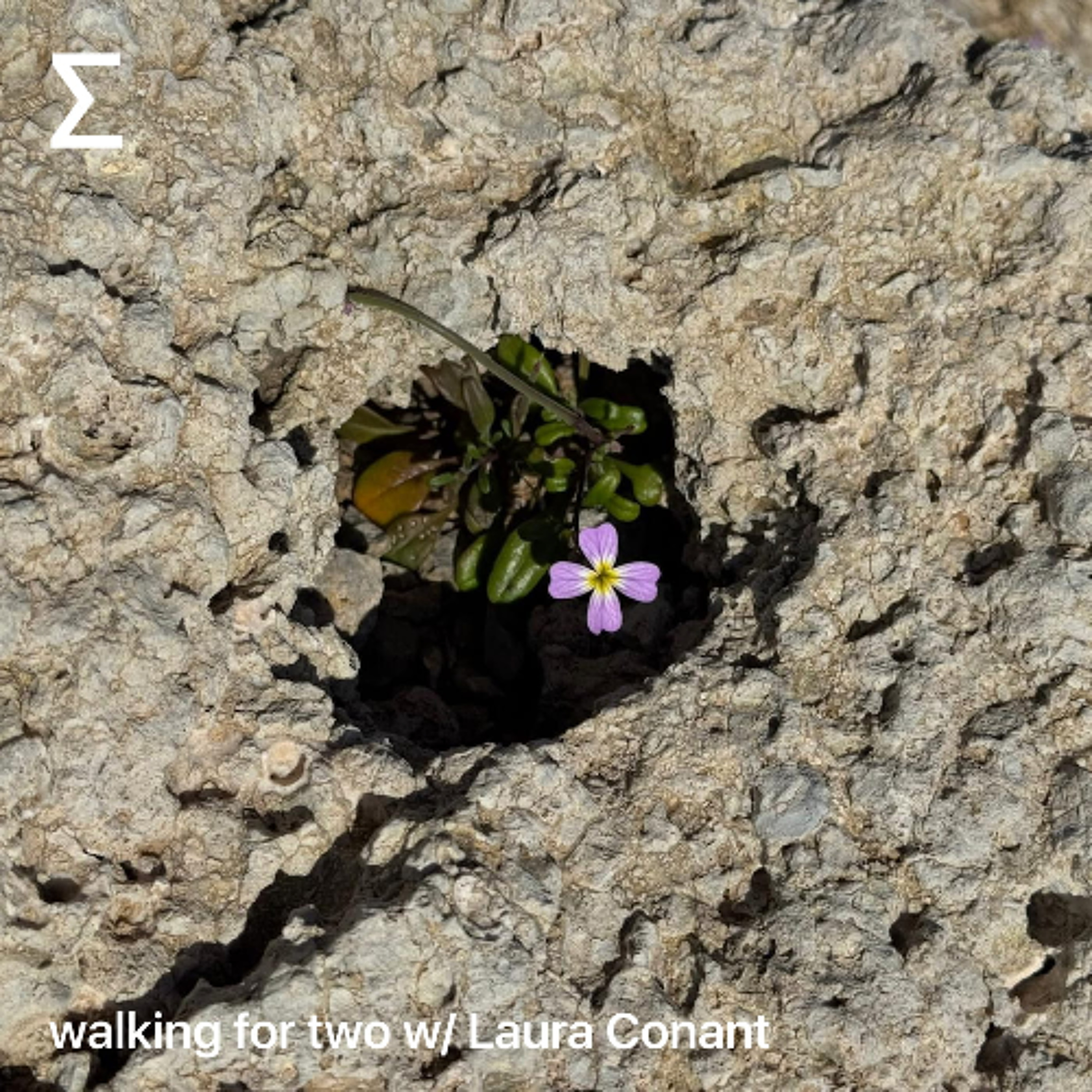 walking for two w/ Laura Conant
