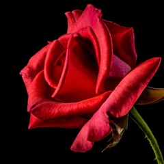 My Rose