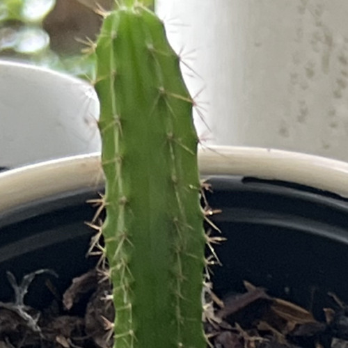 Stream Pickle Juice by El Kiwix Mandalaz Listen online for free on