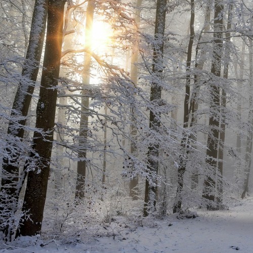 WINTER FOREST - MYSTERIOUS and ENIGMATIC MUSIC (by Oleg Mazur)