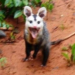 ##eigatinhavcpareceumgambá (prod.@14papii)