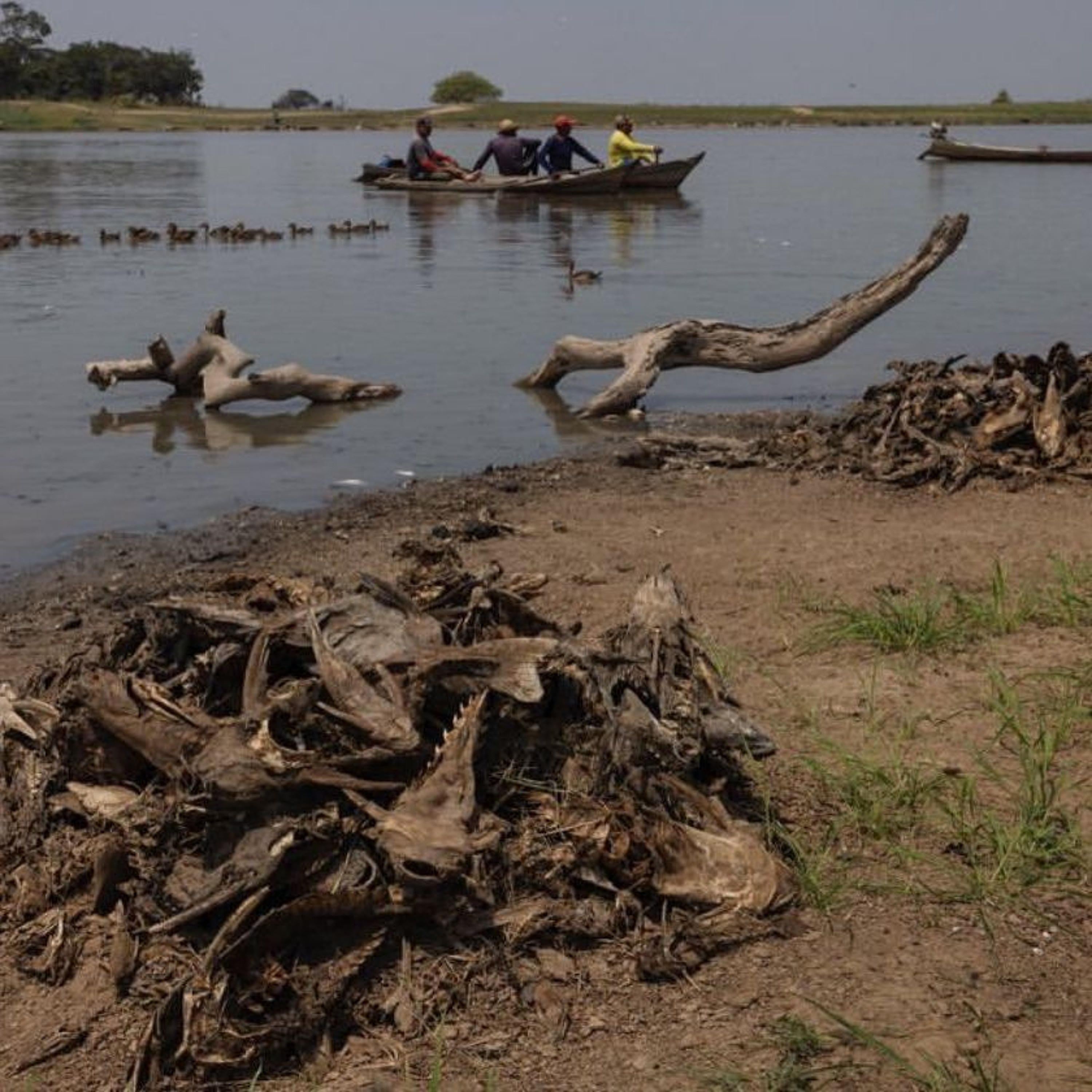 Alô 22/11: Moradores De Igarapé Do Costa Resgatam Peixes E Tracajás De Lago Impactado Pela Estiagem