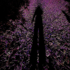 Chiroptera by Ayla Loon