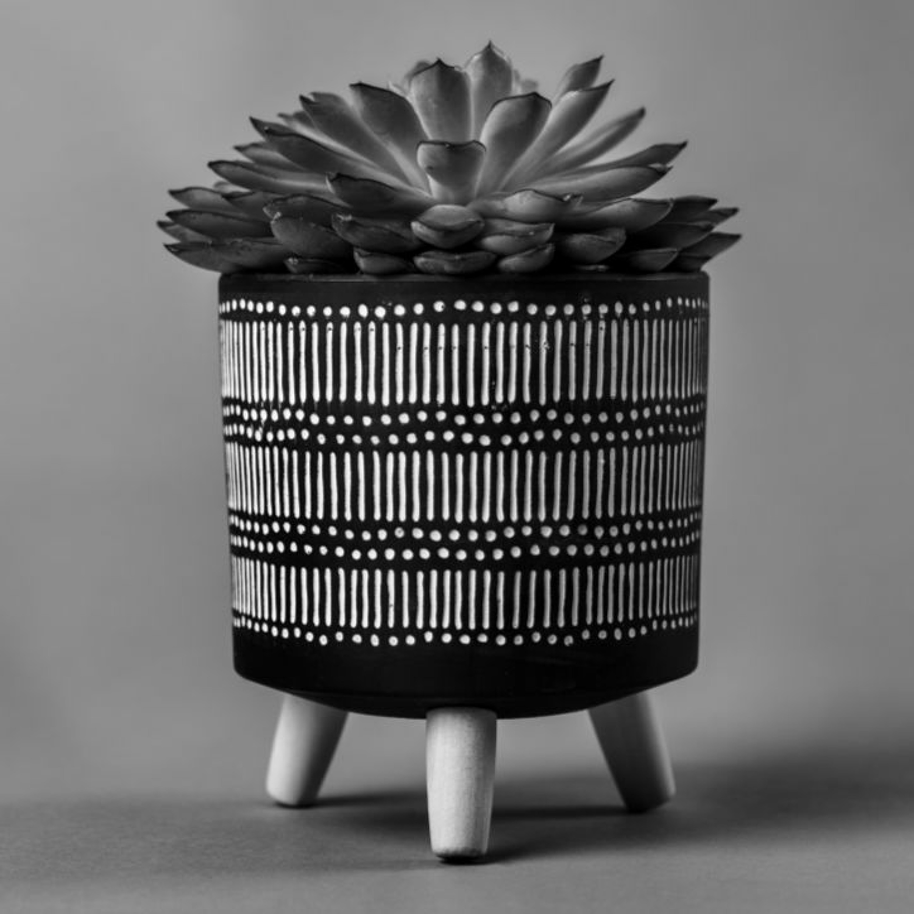Plant, Favourite Things, Polly Braden, Audio Description episode artwork