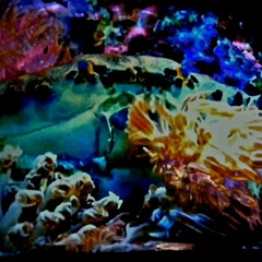 Dinoflagellates DEMO