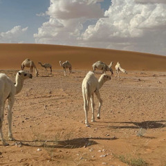 حن هل البل ما حن بشاويهه ☝🏼🔥 .