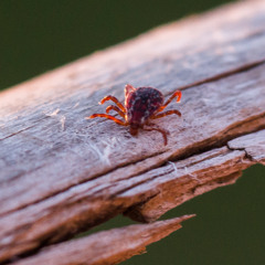 Panhandle Afield: Ticks