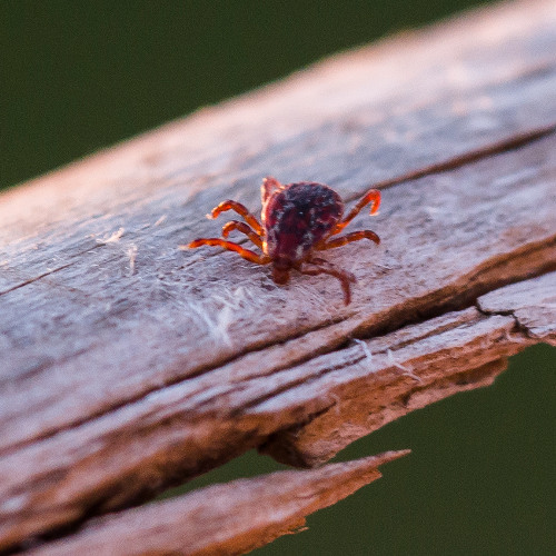 Panhandle Afield: Ticks