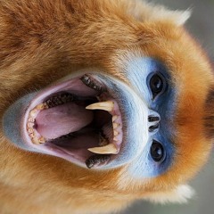 Knobs - Golden Ratio