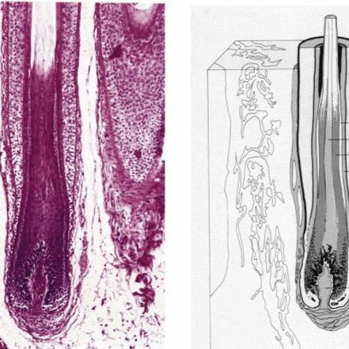 Kate Shemirani: Why Are Vaxxed Parents' Babies' Hair Follicles Like The Elderly?