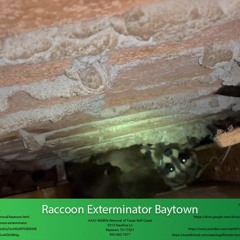 Raccoon Exterminator Baytown - AAAC Wildlife Removal of Texas Gulf Coast