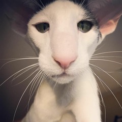 Crazy Cat
