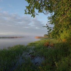 River soundscape with Great Reed Warbler. Alam-Pedja Nature Reserve, Estonia. Mai 28, 2021