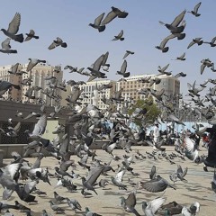 سعدُ بن أبي وقاص