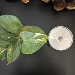 “hydroponic” 033025