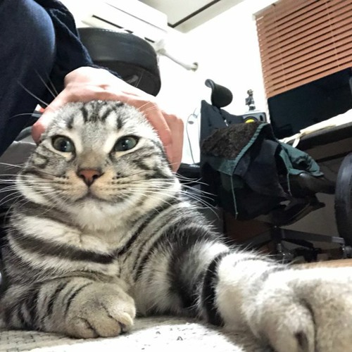 simba (w/ edaich)
