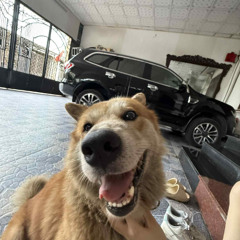 [Demoooooo] Đài Phát Thanh 15