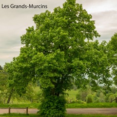 Grands Murcins Sonaturadays - 2022  Montage - 29 - 11 - 22
