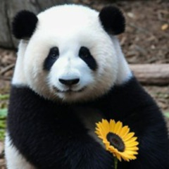 SAVE THE PANDAS