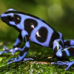 Poisonous Myōboku