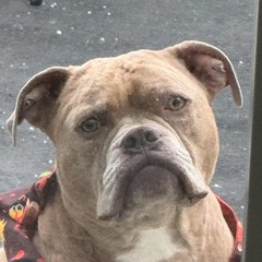 trial run vol. 17 bouyon, ghettotech, miami bass, juke, and club (happy holidays)