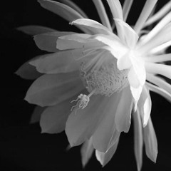 Where Quynh Blooms