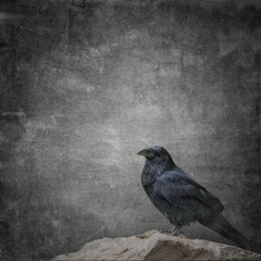 Raven song